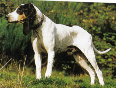 MARELE GASCON DE SAINTONGEOIS